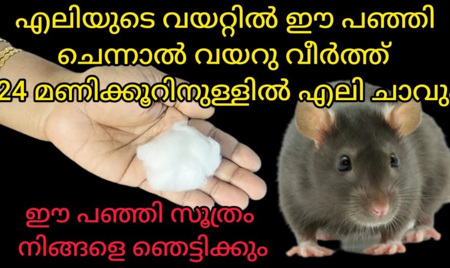 എലി ശല്യം പൂർണമായും മാറ്റാൻ ഇതിലും നല്ലൊരു എളുപ്പവഴി വേറെയില്ല…