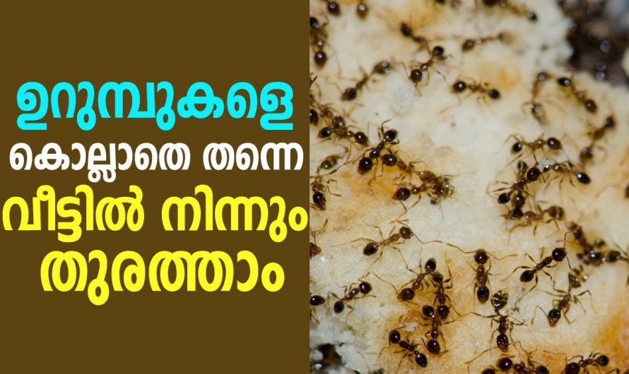 ഉറുമ്പുകളെ തുരത്തി ഓടിക്കാൻ അടിപൊളി ടെക്നിക്ക്, പരീക്ഷിച്ചവർക്കെല്ലാം ഉറപ്പായും റിസൾട്ട് കിട്ടും…