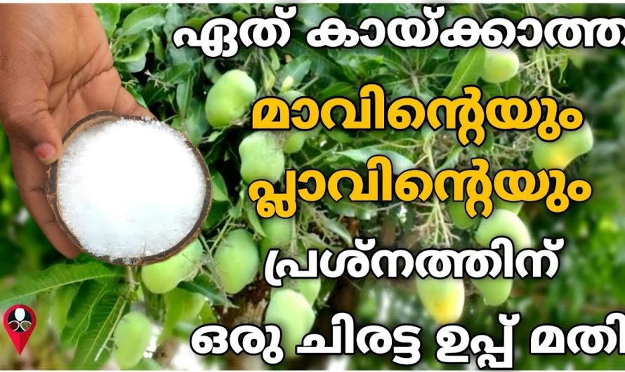 ഏത് കായ്ക്കാത്ത മാവും നിറയെ മാങ്ങ തരും ഈ വിദ്യപ്രയോഗിച്ചു നോക്കൂ…