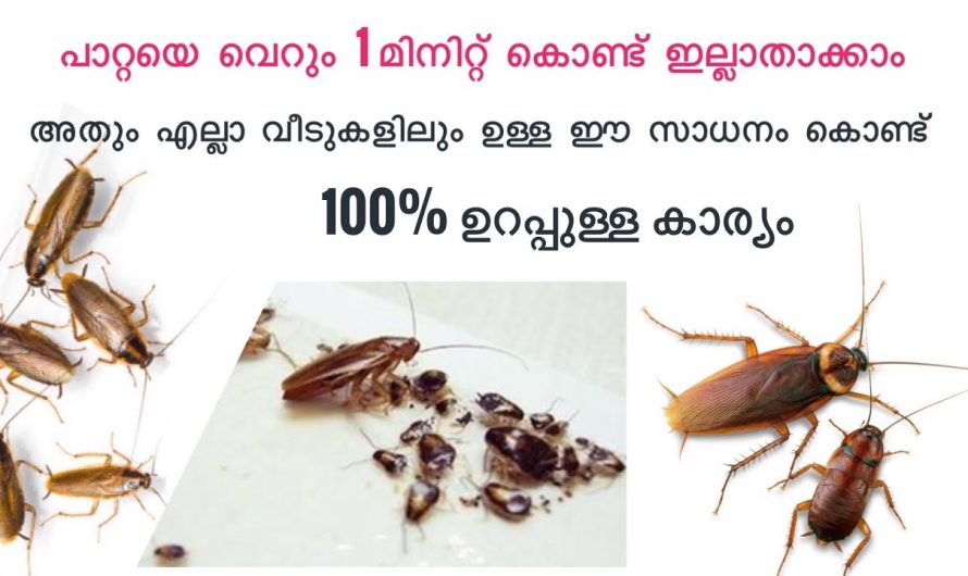 ഇനി ഒരു പാട്ട് പോലും വീട്ടിൽ വരില്ല, ഇതാ 100% ഫലപ്രദമായ ഒരു സൂത്രം…