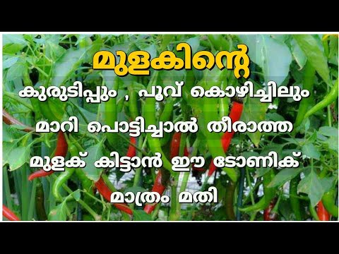 പച്ചമുളക് ഇനി പറിച്ചാലും തീരില്ല, 100% ഫലം ലഭിക്കും പച്ചമുളക് കൃഷി ഇങ്ങനെ ചെയ്യൂ…