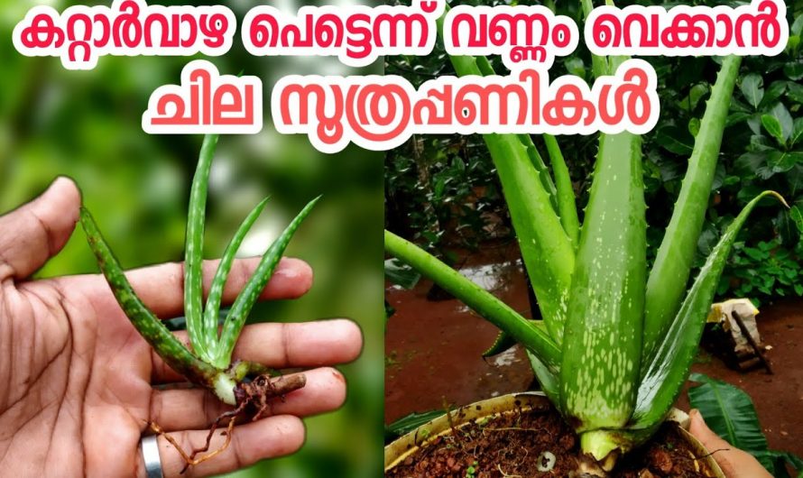 കറ്റാർവാഴ നടുമ്പോൾ ഈ കാര്യങ്ങൾ ശ്രദ്ധിച്ചാൽ അവ തിങ്ങി നിറയും, ചില സൂത്രപ്പണികൾ…