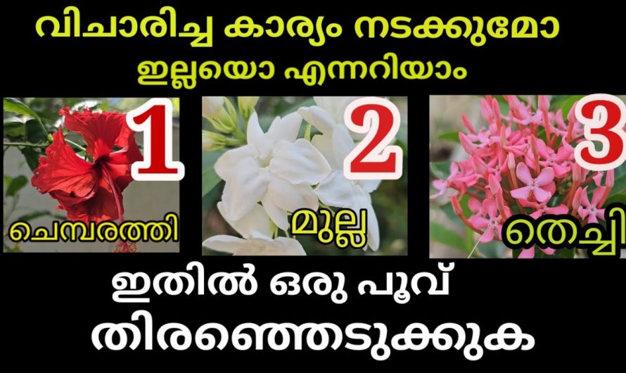 മൂന്ന് പൂക്കളിൽ നിന്ന് ഒരെണ്ണം തിരഞ്ഞെടുക്കു, നിങ്ങളെ പറ്റി ഒരു രഹസ്യമുണ്ട്…