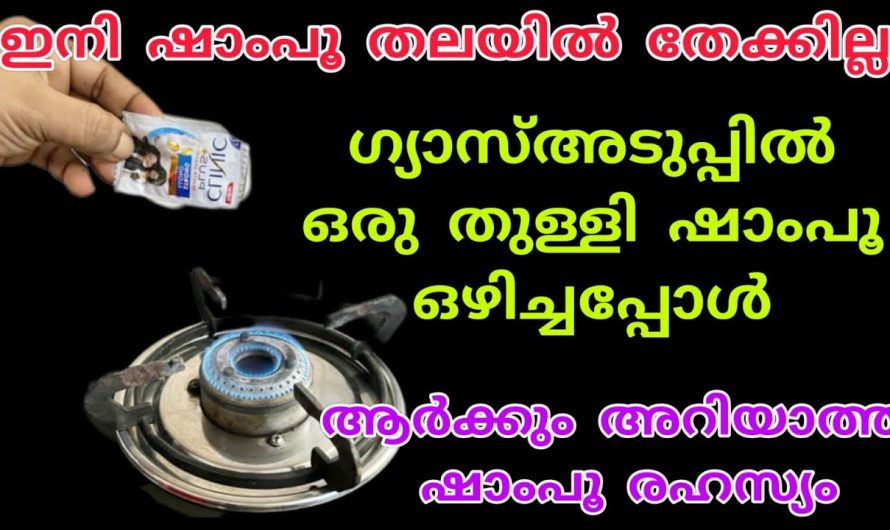 പല്ലികളെയും പാറ്റകളെയും തുരത്താൻ വീട്ടിലെ ഈ ഒരു സാധനം മതി, കിടിലൻ ഐഡിയ…