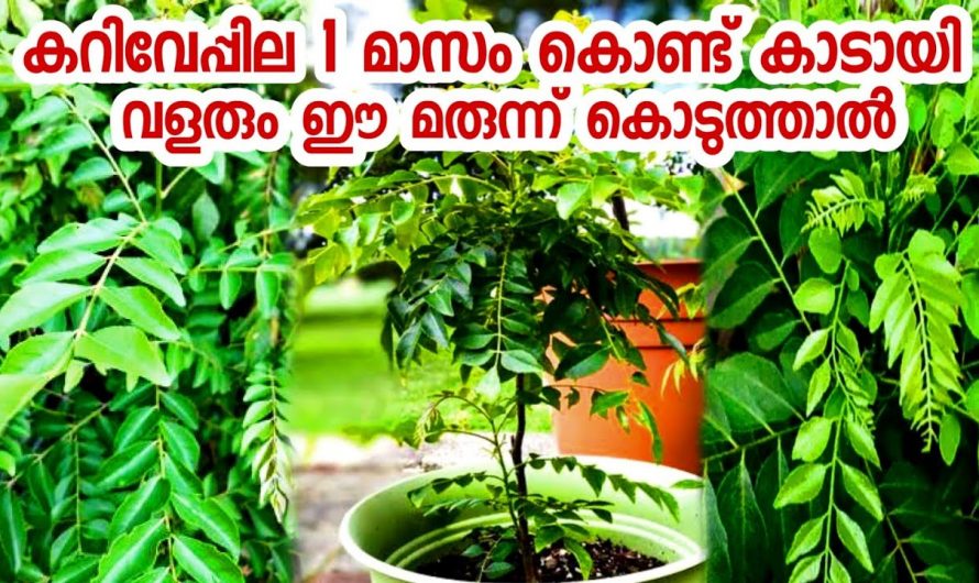 കറിവേപ്പിന്റെ മുരടിപ്പ് മാറി തഴച്ചു വളരുവാൻ ഇതൊന്നു പരീക്ഷിച്ചു നോക്കൂ, ഉറപ്പായും ഫലം കിട്ടും…