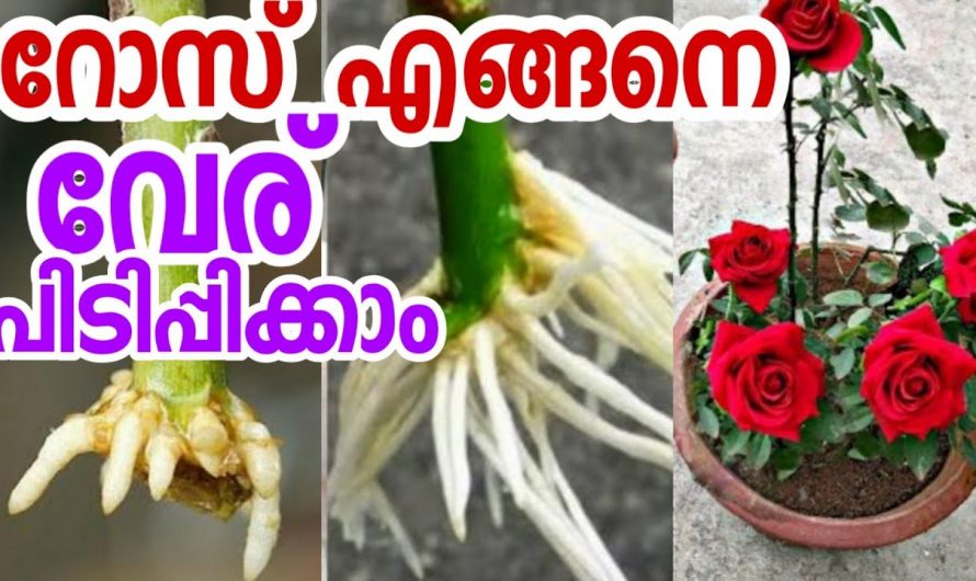 റോസാ കമ്പ് പെട്ടെന്ന് വേര് പിടിക്കുവാൻ ഇങ്ങനെ ചെയ്താൽ മതി…