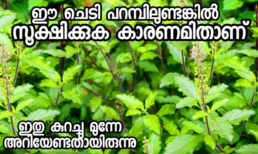 തുളസിച്ചെടി വീട്ടിലുള്ളവർ അതിൻറെ ഈ ദോഷം കൂടി അറിഞ്ഞിരിക്കണം, ആരും പറഞ്ഞു തരാത്ത ഒരു രഹസ്യം…