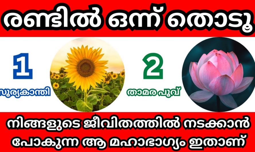 ഇവയിൽ നിന്ന് ഒരെണ്ണം തിരഞ്ഞെടുക്കുക, ഇനി എന്ത് സംഭവിക്കും എന്ന് അറിയാം…