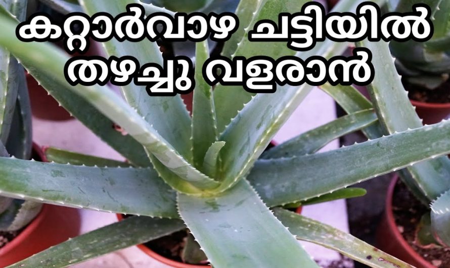 വീടിനകത്ത് കറ്റാർവാഴ തഴച്ചു വളർത്താൻ ഇത് ചേർത്താൽ മതി, ആരും പറഞ്ഞു തരാത്ത ഒരു അടിപൊളി ടെക്നിക്…