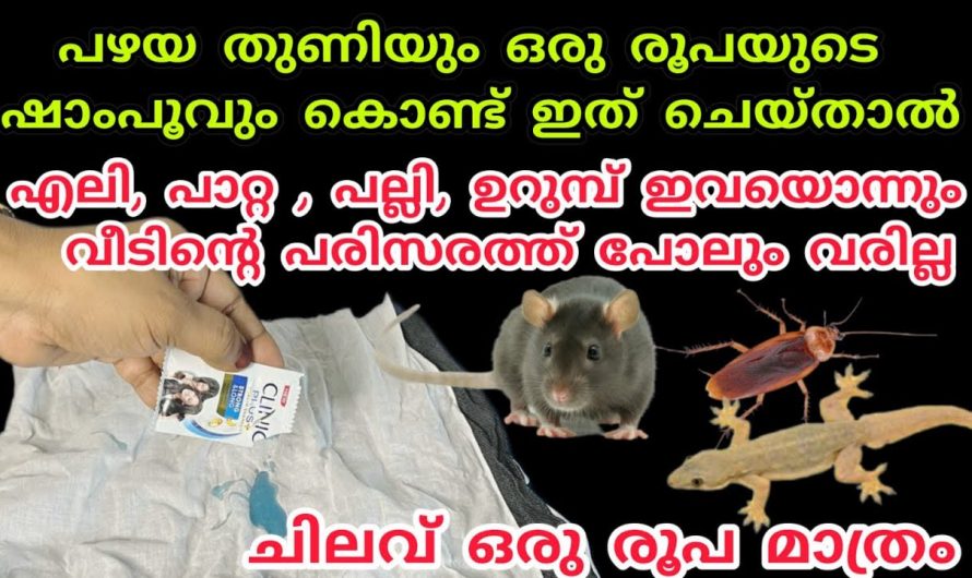 എലികളെ തുരത്താൻ ഇതിലും നല്ലൊരു എളുപ്പവഴി വേറെയില്ല, ഇതൊന്നു പരീക്ഷിച്ചു നോക്കൂ…